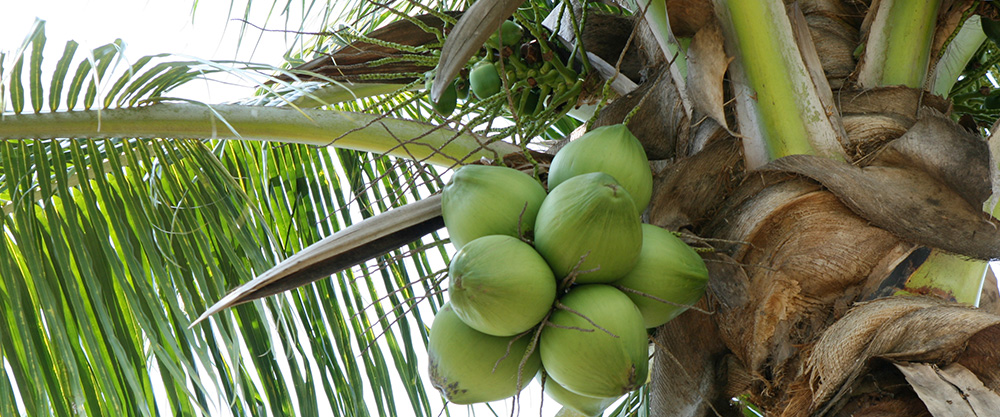 slider Coconut